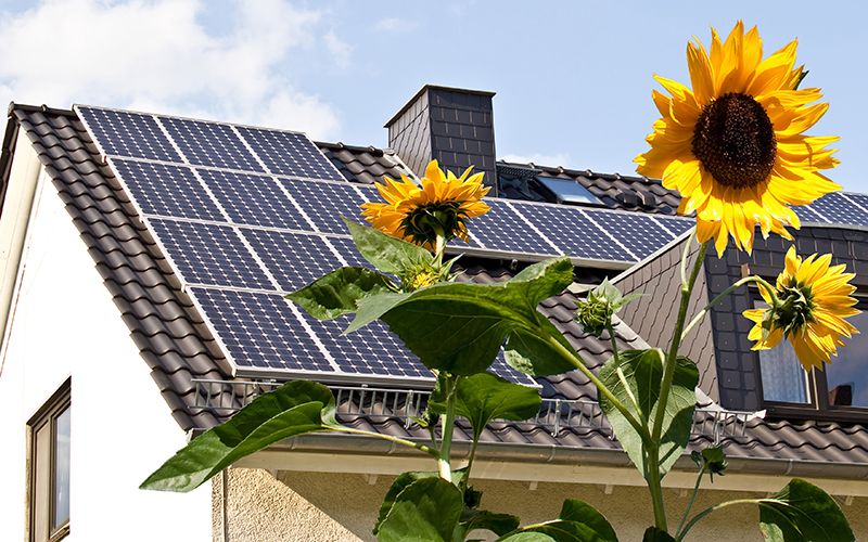 Solar panels with sunflowers in the foreground